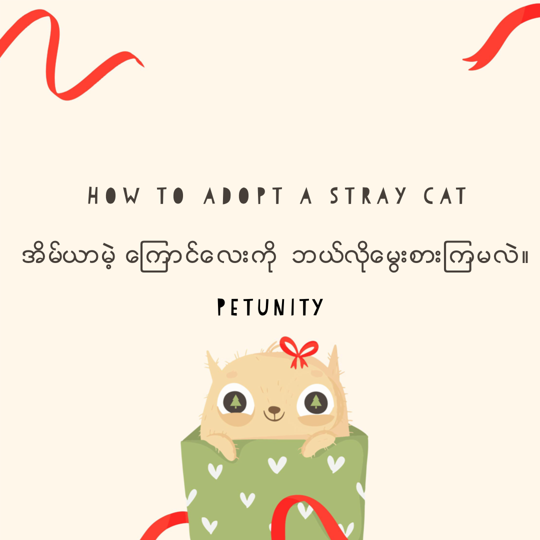 how-to-adopt-a-stray-cat-petunity