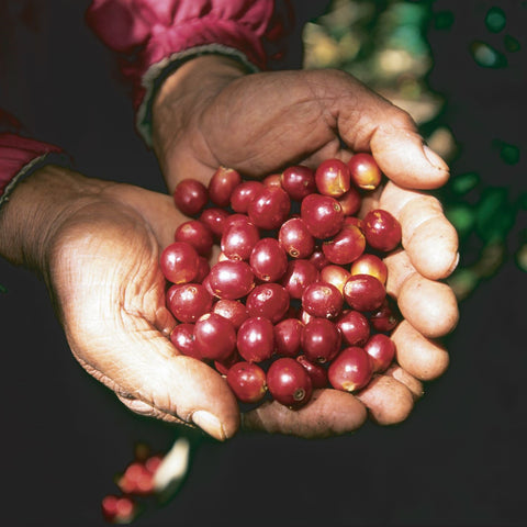 Aires de Campo y el origen de los alimentos