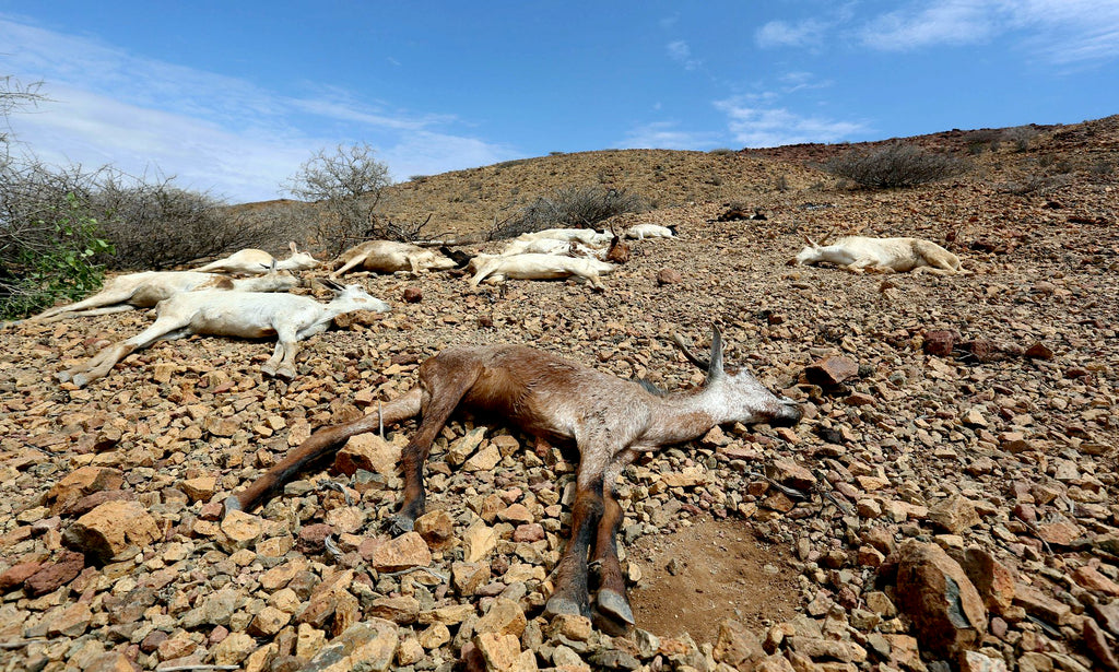 Animales mueren por deshidratación y desnutrición