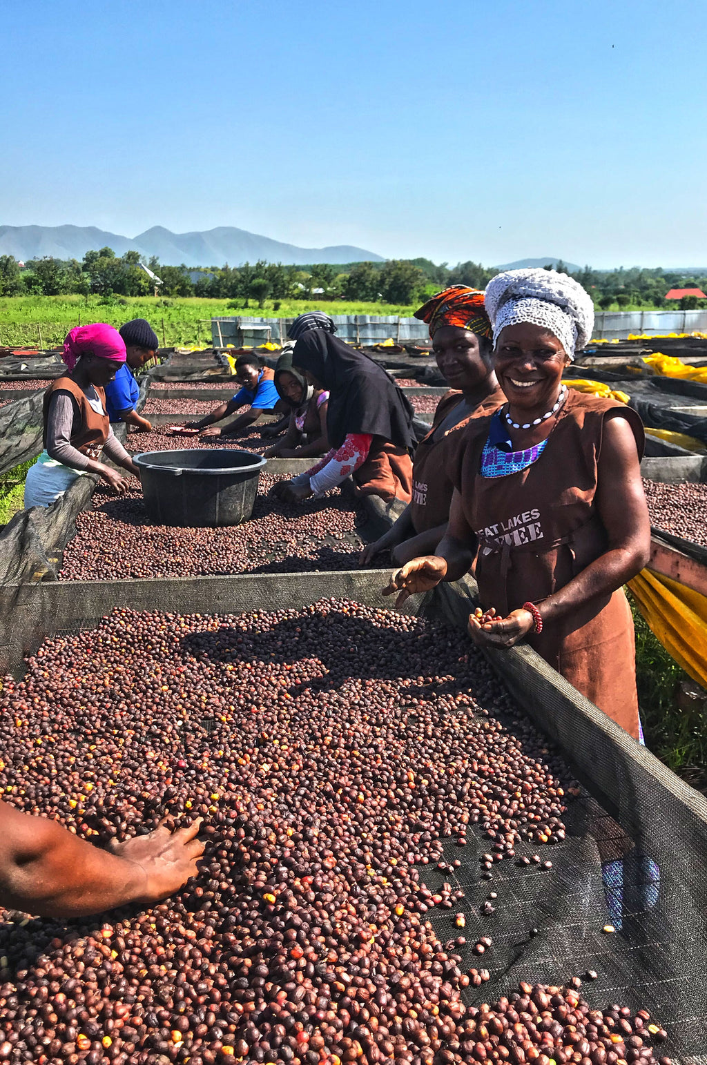 Who grows our coffee Great Lakes Coffee Company, Uganda Volcano