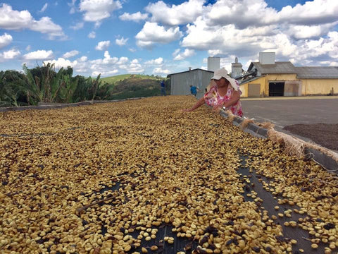 Volcano Coffee Works visits Minasul, Brazil