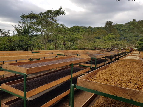 Volcano Coffee Works visits Red Associations, Colombia