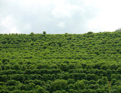 Brazil coffee plantation