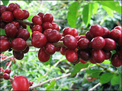 high-altitude coffee cherries ripening on coffee tree