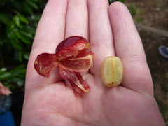 coffee cherry is opened to reveal its coffee bean surrounded by mucilage