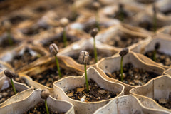 Coffee seedlings in starter pots