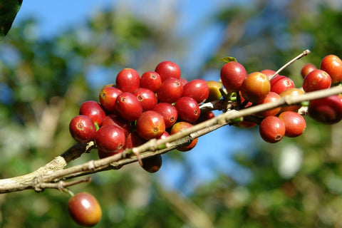 Coffee Varietals