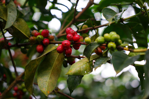 Coffee Varietals