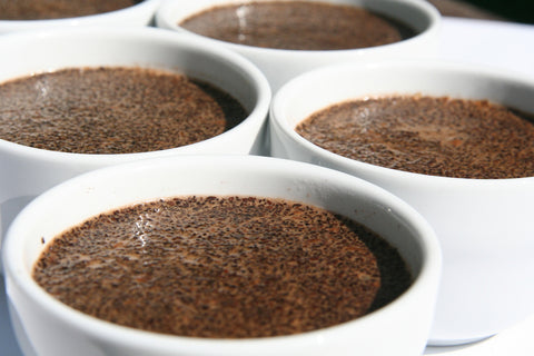 coffee cups filled with coffee grounds and water for cupping purposes