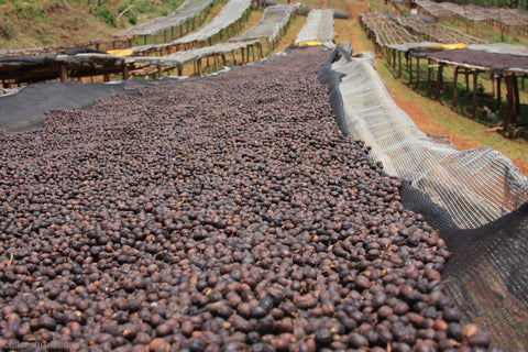 Ethiopian coffee cherries drying