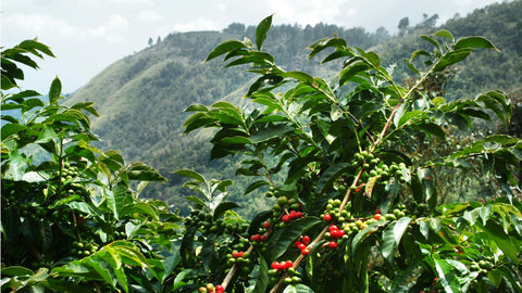 high-altitude Ethiopian coffee plantation