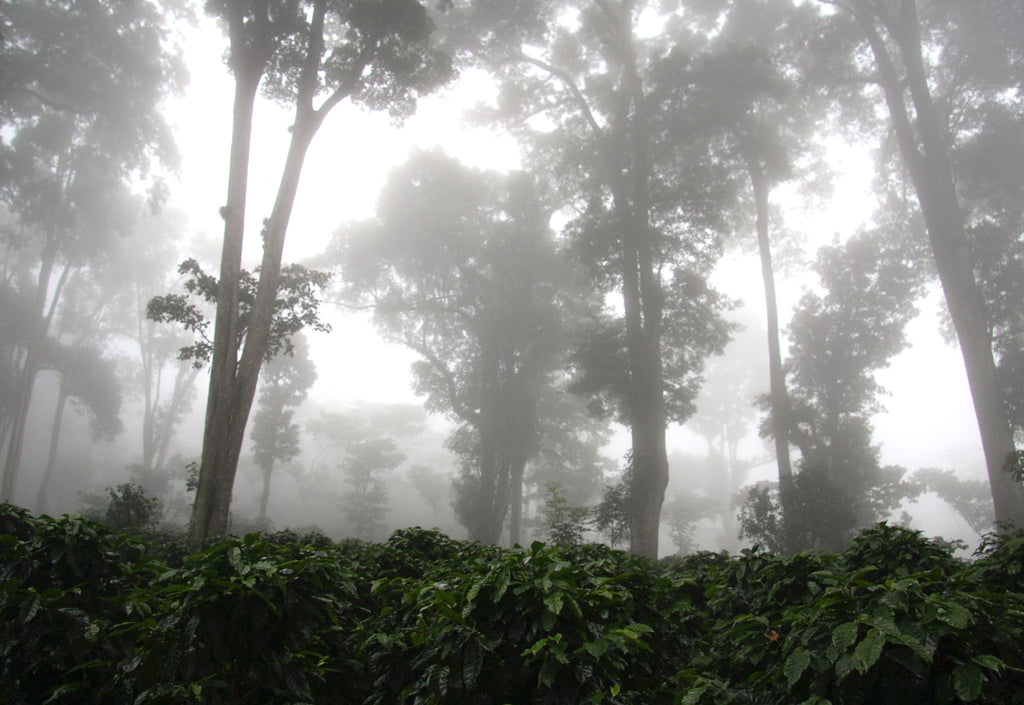 Shade-grown coffee