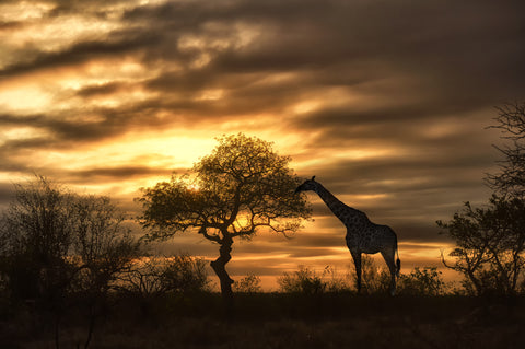 Giraffe eating from tree at dusk