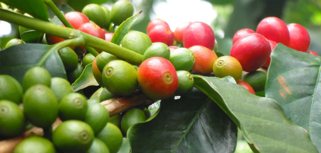 Coffee Varietals