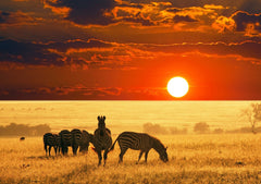 Uganda landscape with zebras