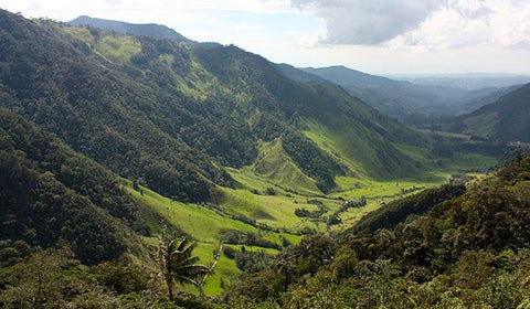 coffee plantation in andes