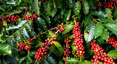 India ripening coffee cherries