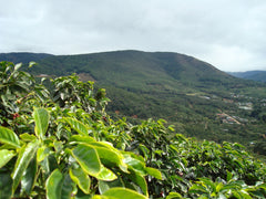 Vietnam coffee plantation