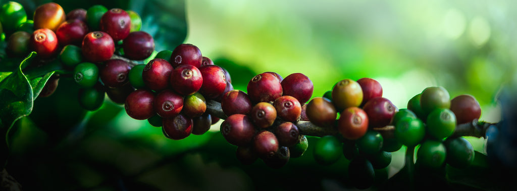 Coffee Fruit - DELUGE