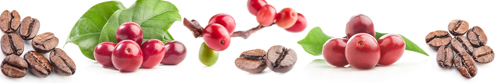 Coffee Fruit and Beans