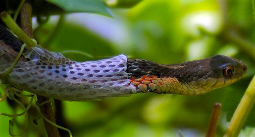 Animal Totem Serpent : La Mue