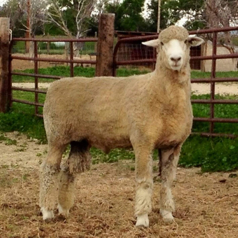 Columbia Sheep wool