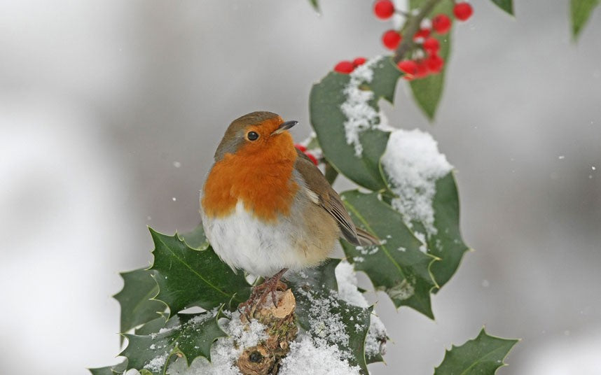 Robin in winter covered snow
