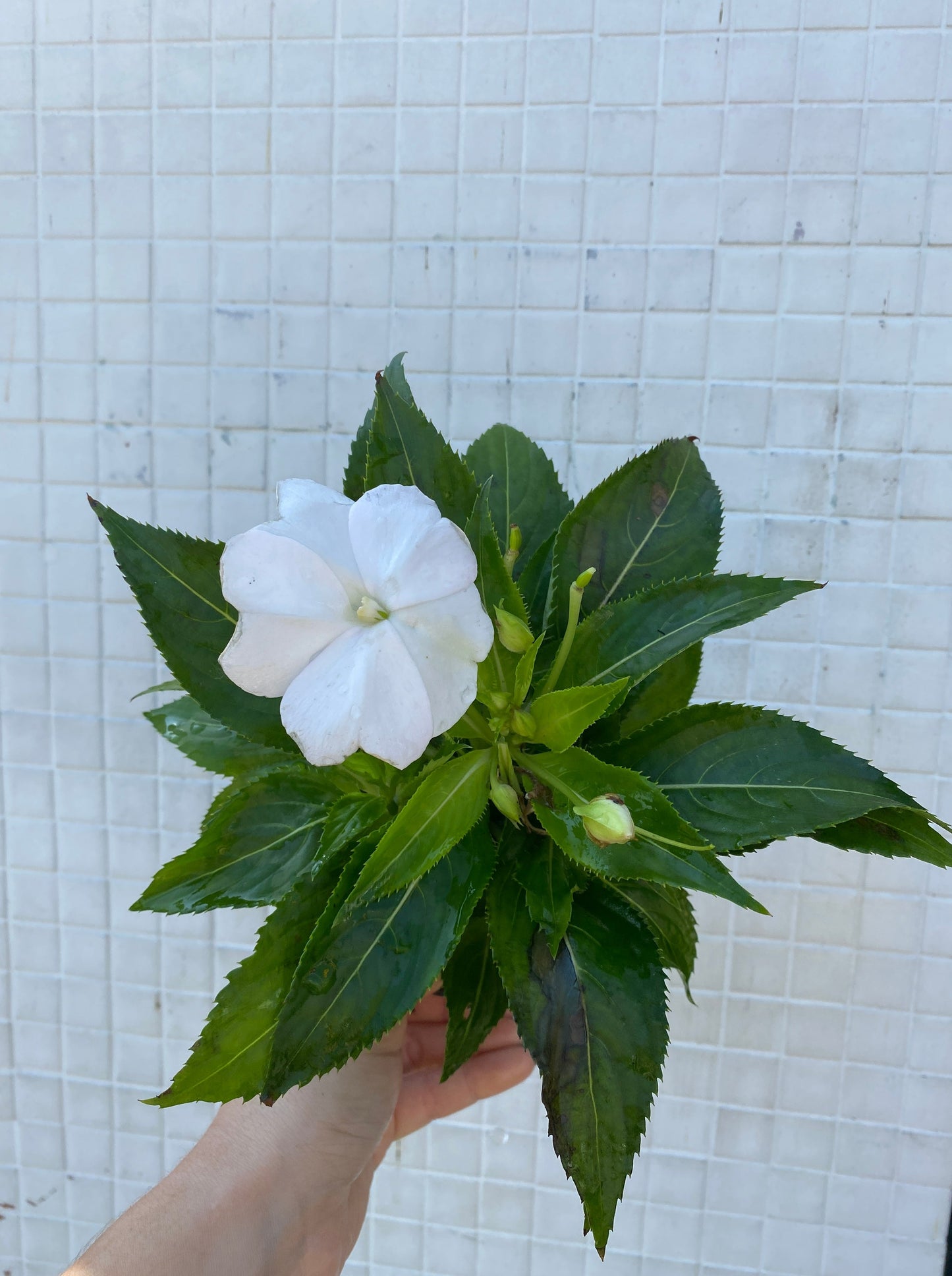 New Guinea Impatiens