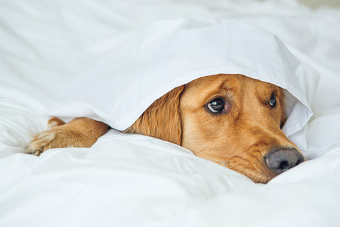 dog in bed