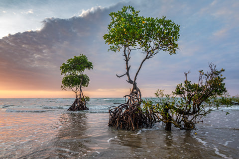 roostmade-mangrove-reforestation