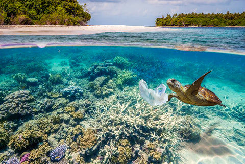 Sea turtle with plastic bag in coral