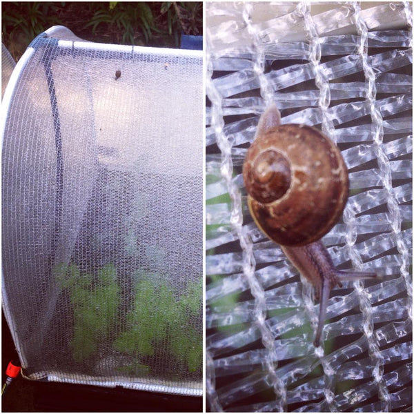 snail trying to get into the Vegepod garden cover