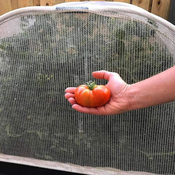 raised garden bed tomato