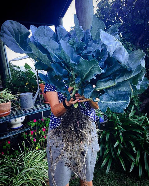 broccoli from a raised garden bed 