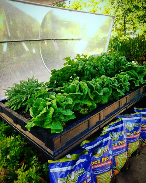 herbs in a raiesd garden bed