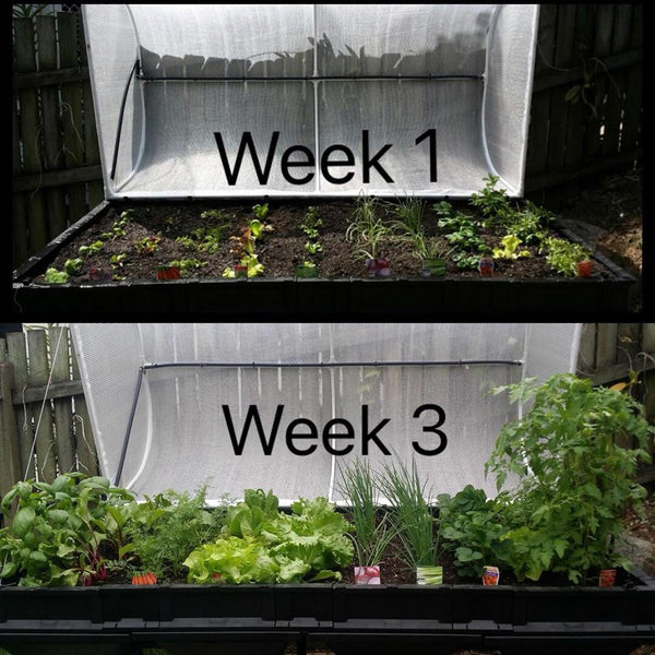 Vegepod raised garden bed at week 1 and week 3