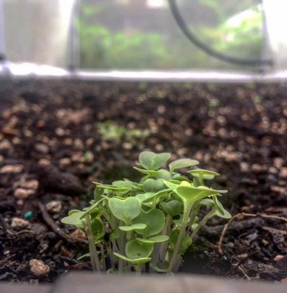 close up shot of raised garden bed