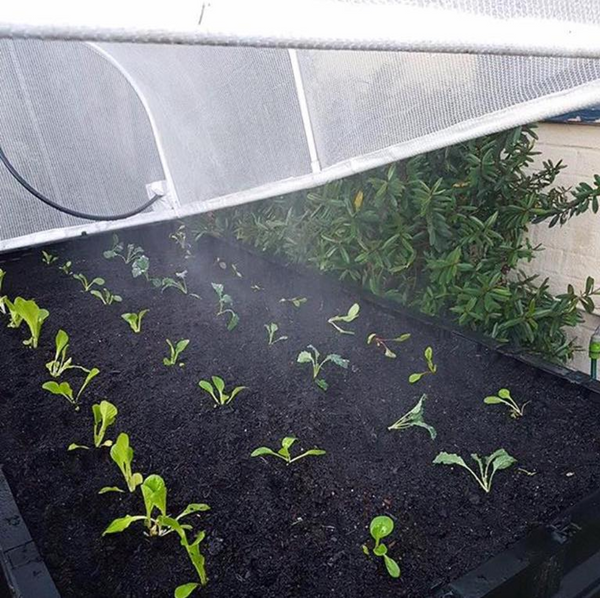 vegepod raised garden bed mist sprays in action