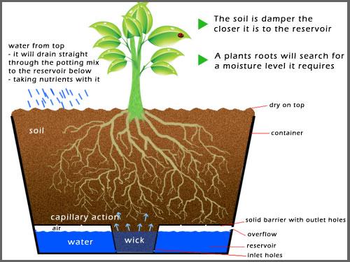 vegepod self watering system explained