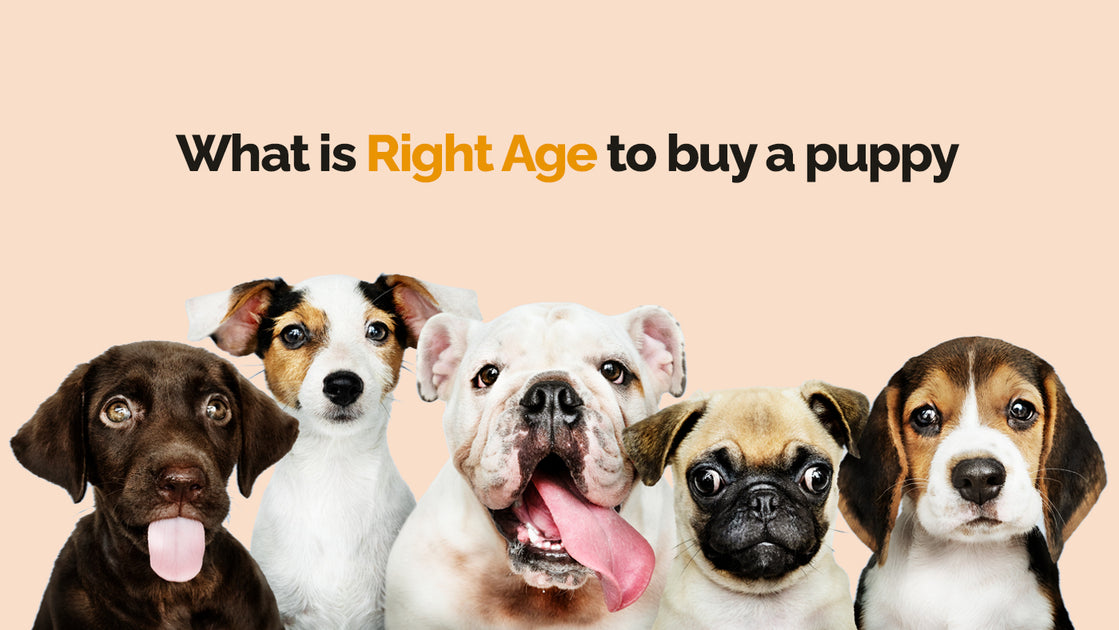 what is the best age to purchase a puppy