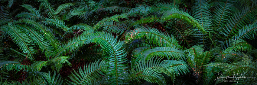 Sago Palms Cover the Forrest in Olympic National Park