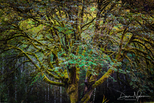 Majestic Tree in Olympic National Park