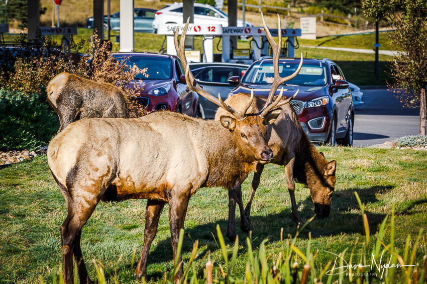 Rocky Mountain NP Elk in Public