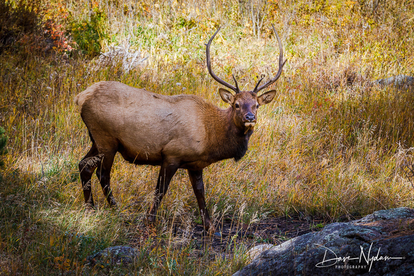 Rocky Mountain NP Elk in the Wild