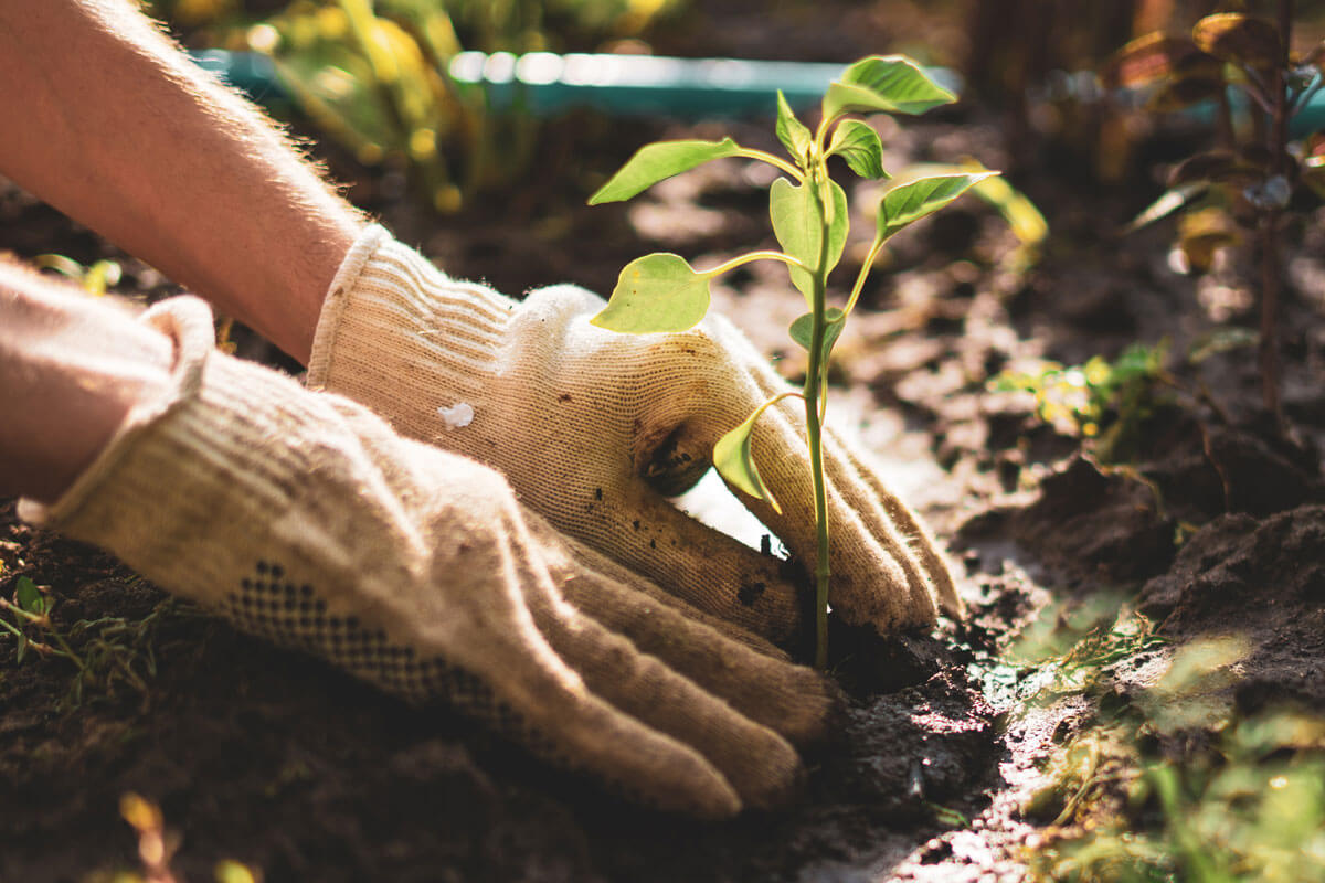 gardening for beginners