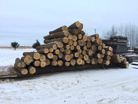 Northern Basswood Logs