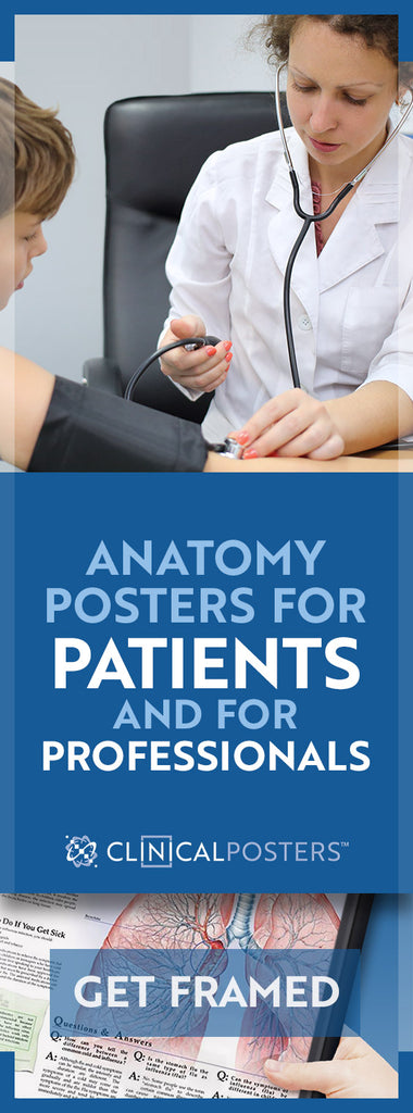Why Do Patients Purchase Anatomy Posters?