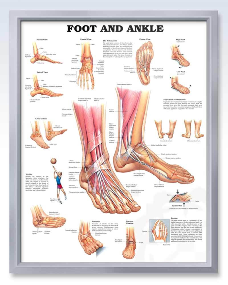 anatomy of the foot and ankle
