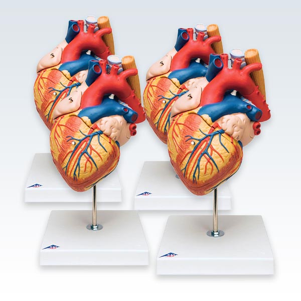 esophagus heart anatomy
