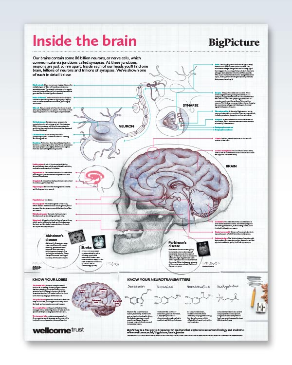 neurotransmitters chart